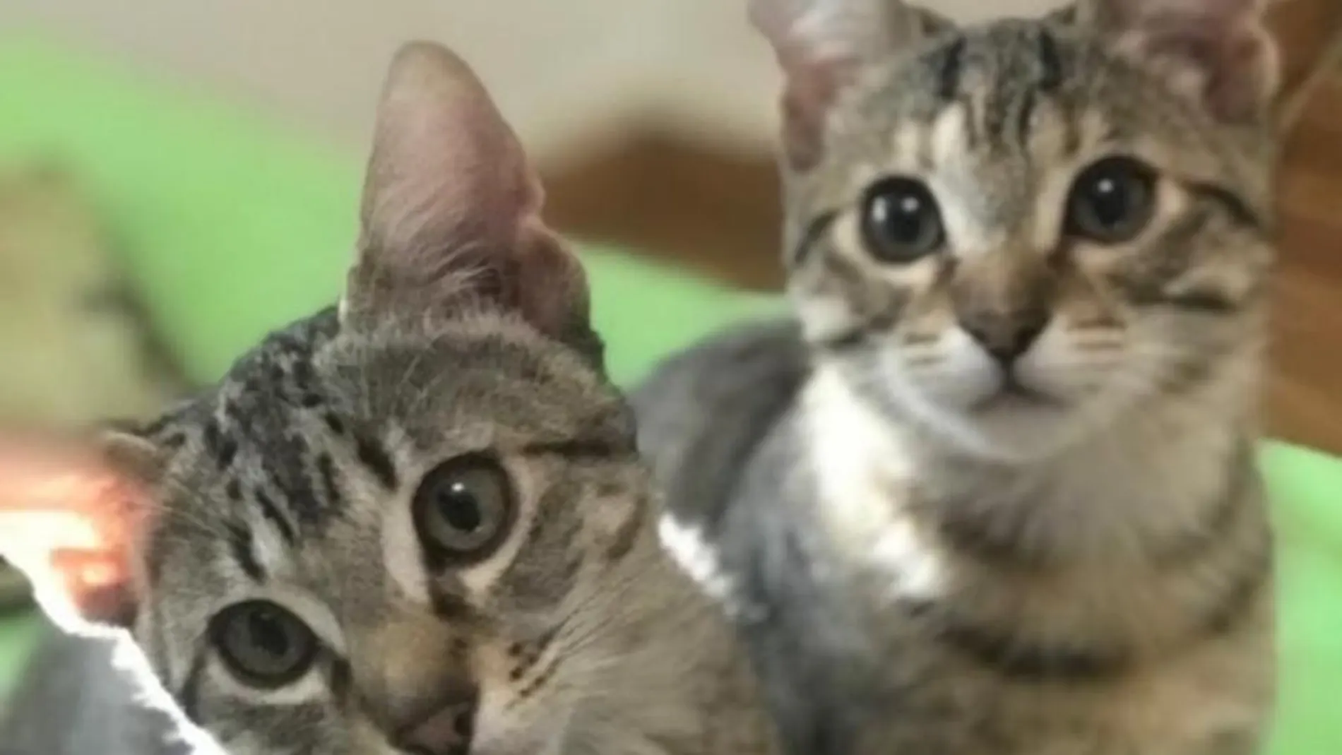 Existen multitud de gatos en una situación de riesgo extremo y cuyas consecuencias son de sobra conocidas por todos