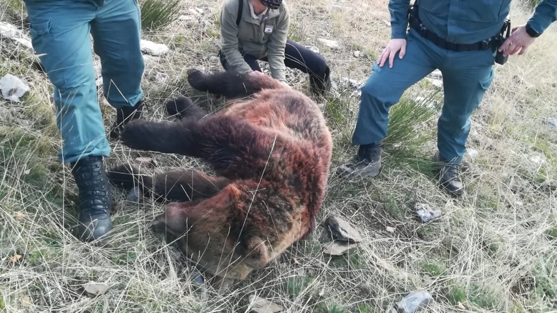 Imagen de la osa abatida este domingo de un disparo en Fuentes Carrionas
