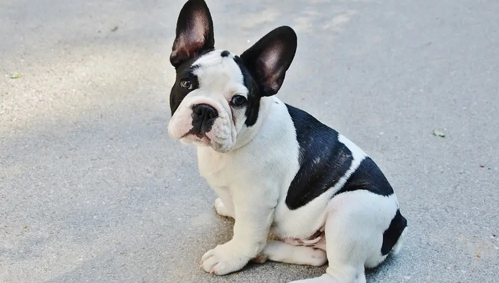 Las razas de perro doméstico moderno de nariz chata, como el bulldog francés, tienen tendencia a sufrir problemas respiratorios | Fuente: Pixabay