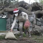 A keeper places Christmas presents in the cougar exhibit at the Parque de las Leyendas Zoo, in Lima, Peru, Wednesday, Dec. 9, 2020. Animals in the Peruvian capital received early Christmas presents on Wednesday wrapped in recycled packaging. (AP Photo/Martin Mejia)