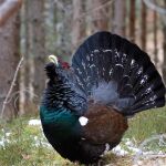 Un urogallo en la zona del norte leonés