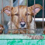 Cada año 183.000 perros son abandonados en nuestro país