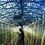 La cooperativa de agricultores ecológicos del "Petit Bané", de Vilassar de Mar (Barcelona), se dedica a cultivar, recolectar, y vender productos ecológicos de temporada