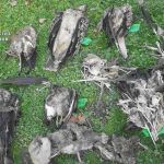 Animales fallecidos