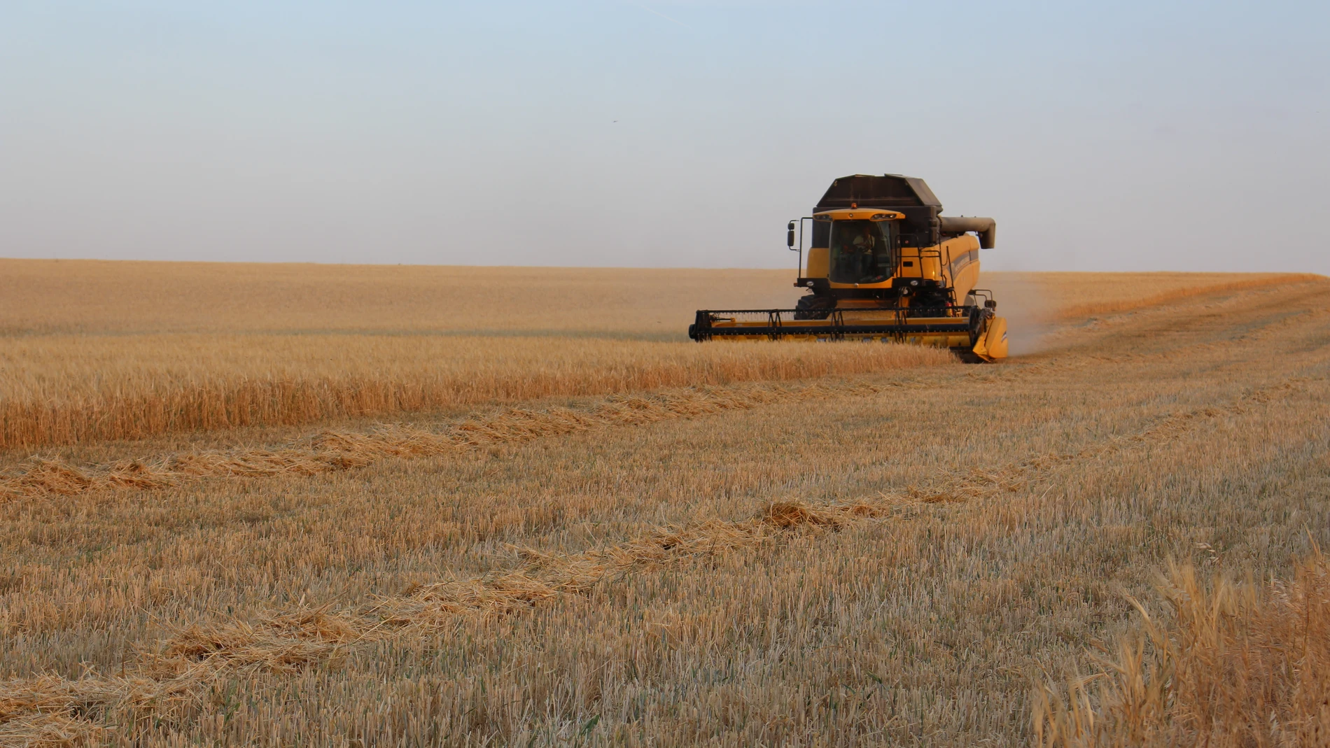 La siembra de cereales de ciclo corto