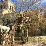 El olmo seco, situado a las afueras de la ciudad de Soria.