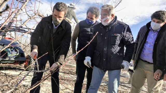 El presidente del PP, Pablo Casado, junto al secretario general del partido, Teodoro García Egea, y el presidente del PP de Murcia, Fernando López Miras, en una explotación agraria de Cieza (Murcia)PP30/12/2020