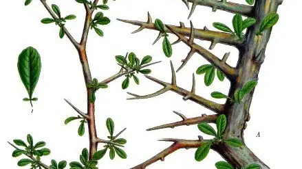 Ilustración de las ramas de la Commiphora Myrra. Tiene espinas para mantener mejor la humedad.