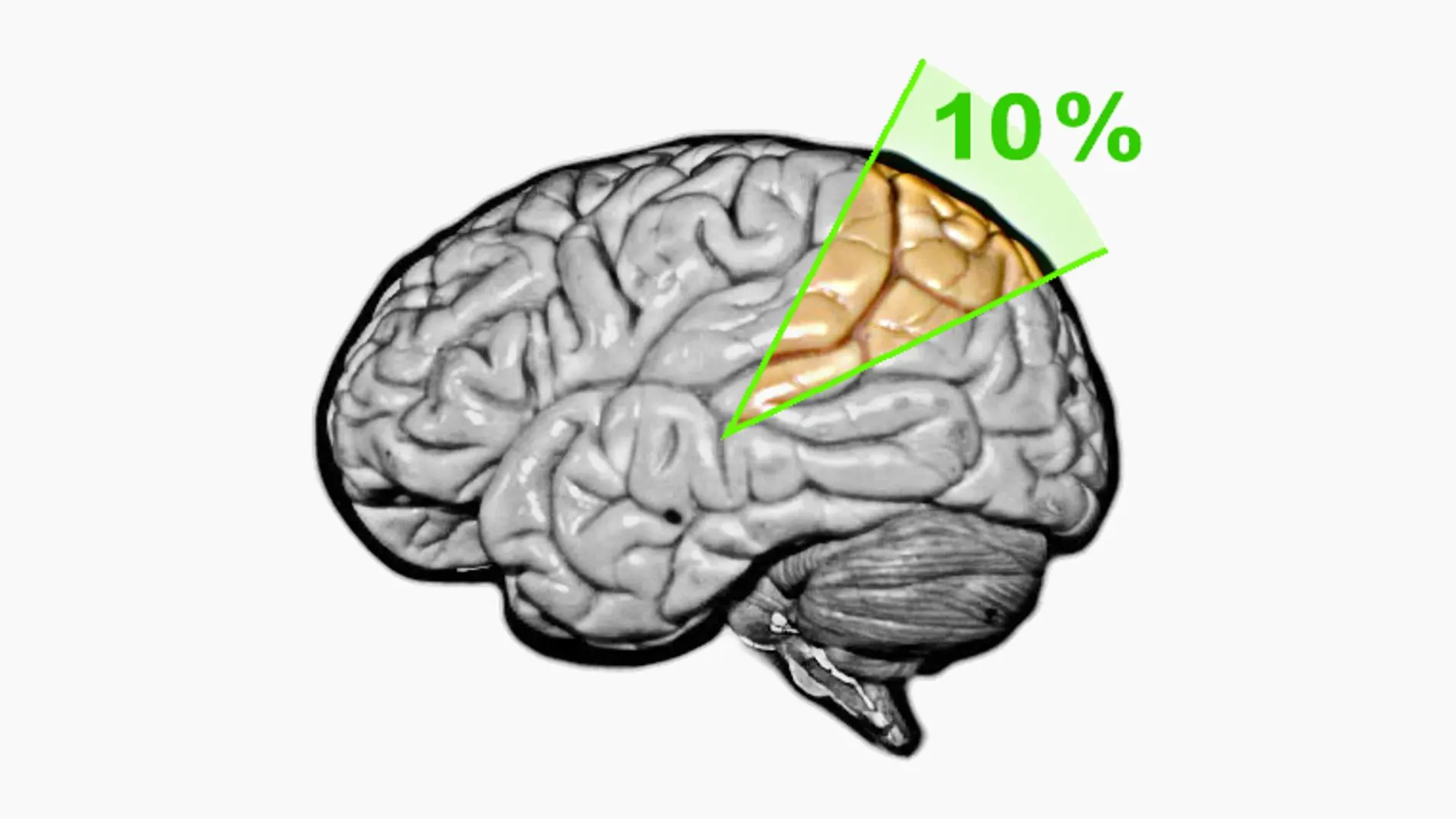 Ilustración conceptual del mito según el cual solo utilizamos el 10% de nuestro cerebro