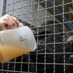 Caldo de verduras caliente para los gorilas del Bioparc Valencia