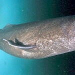 Tiburón de Groenlandia (Somniosus microcephalus)