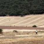 Ha habido un descenso de más del 90 % en las jornadas de caza menor colectivas a causa de la Covid-19