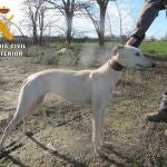 El galgo que aparece en el vídeo colgado por el furtivo investigado