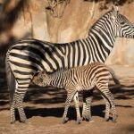 El primer nacimiento del año en Bioparc Valencia ha sido una cebra y se llama Filomena