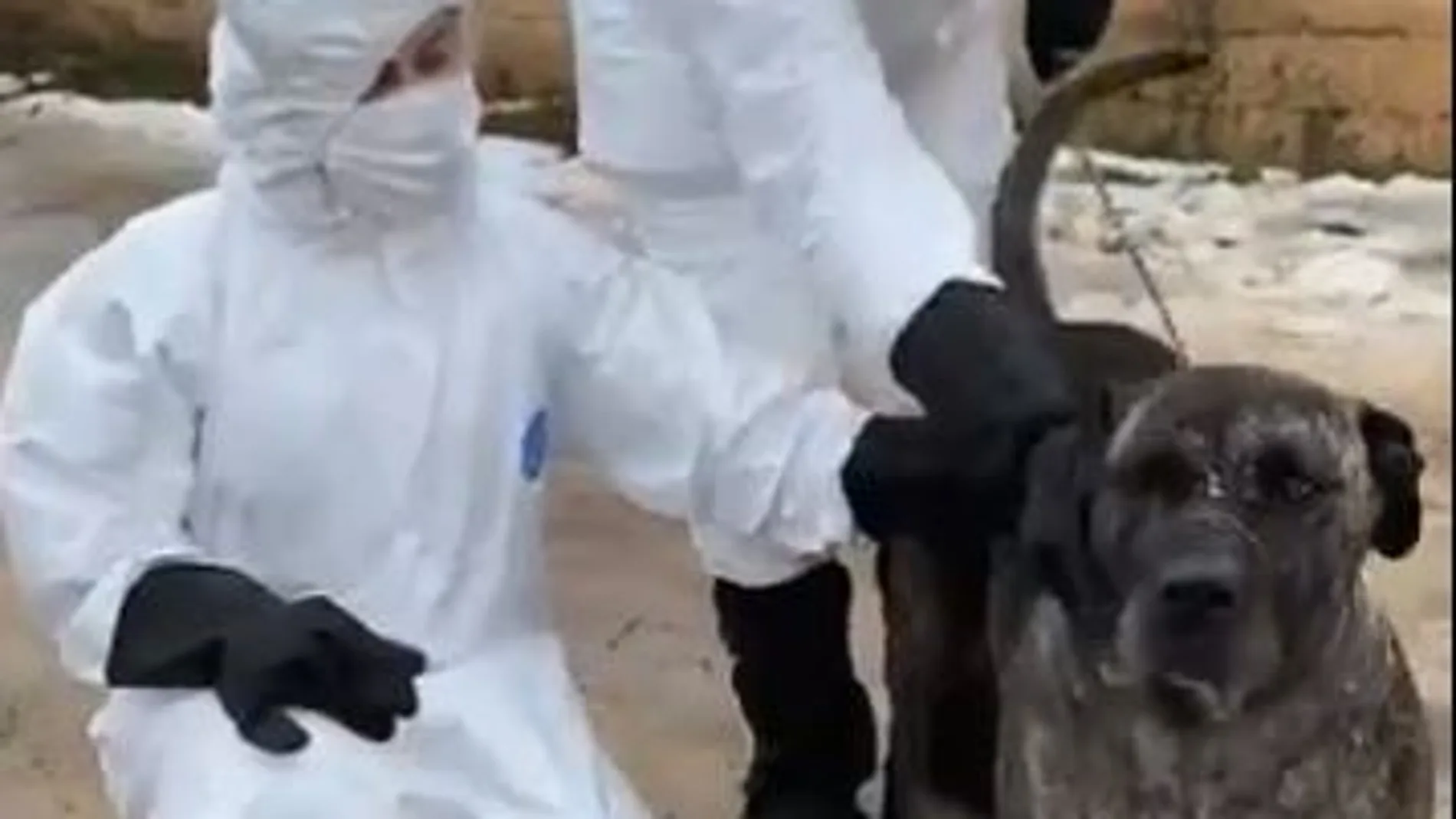 El Refugio busca a una familia que quiera ayudar a la perrita "Alpha". Su dueño ha fallecido por coronavirus