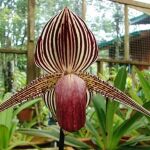 Orquídea de Oro de Kinabalu