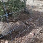 Jabalí cazado de forma furtiva en una finca cinegética privada de Segovia