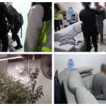 Imágenes de la detención del individuo y de la plantación incautada