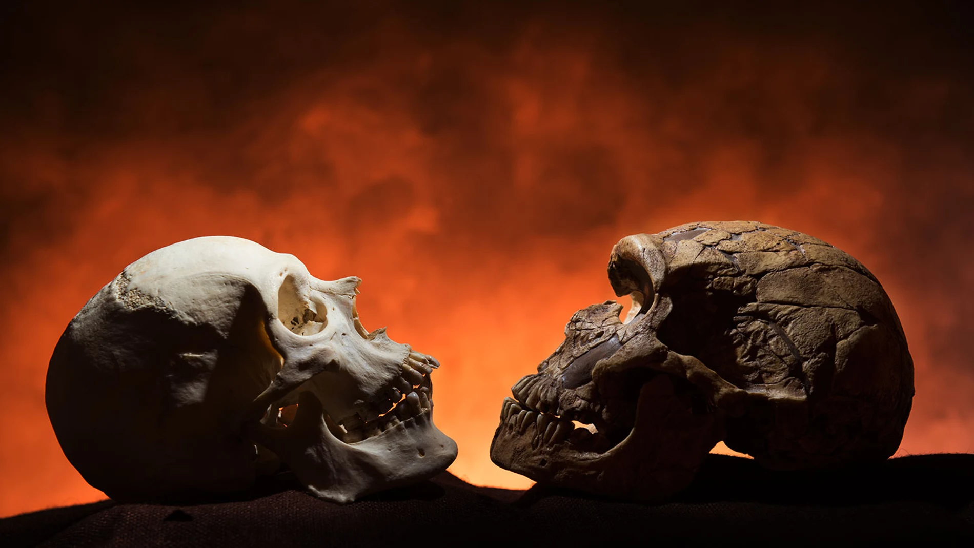 Los Homo sapiens y los Homo neardentalensis compartieron un periodo histórico, pero se conoce poco sobre cúando fué o que relación tenian entre sí. A la izquierda, cráneo de Homo sapiens. A la derecha, craneo de Homo neardentalensis.