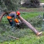 El hombre estaba talando un árbol y se le cayó encima