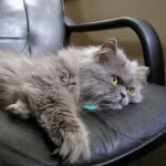Gato persa gris en silla de ordenador