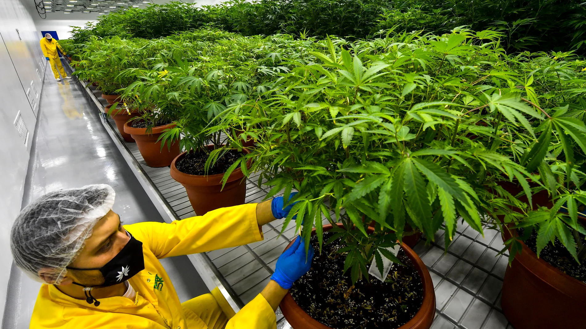 Plantación legal de cannabis en Macedonia EFE/EPA/GEORGI