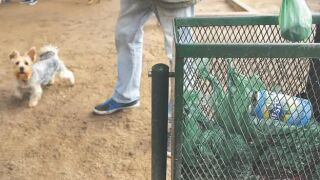 Las multas por no recoger excrementos de perro no llegan a dos al mes de media en ciudades espa&ntilde;olas