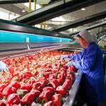 Fábrica de pimientos en Almería. EXTENDA