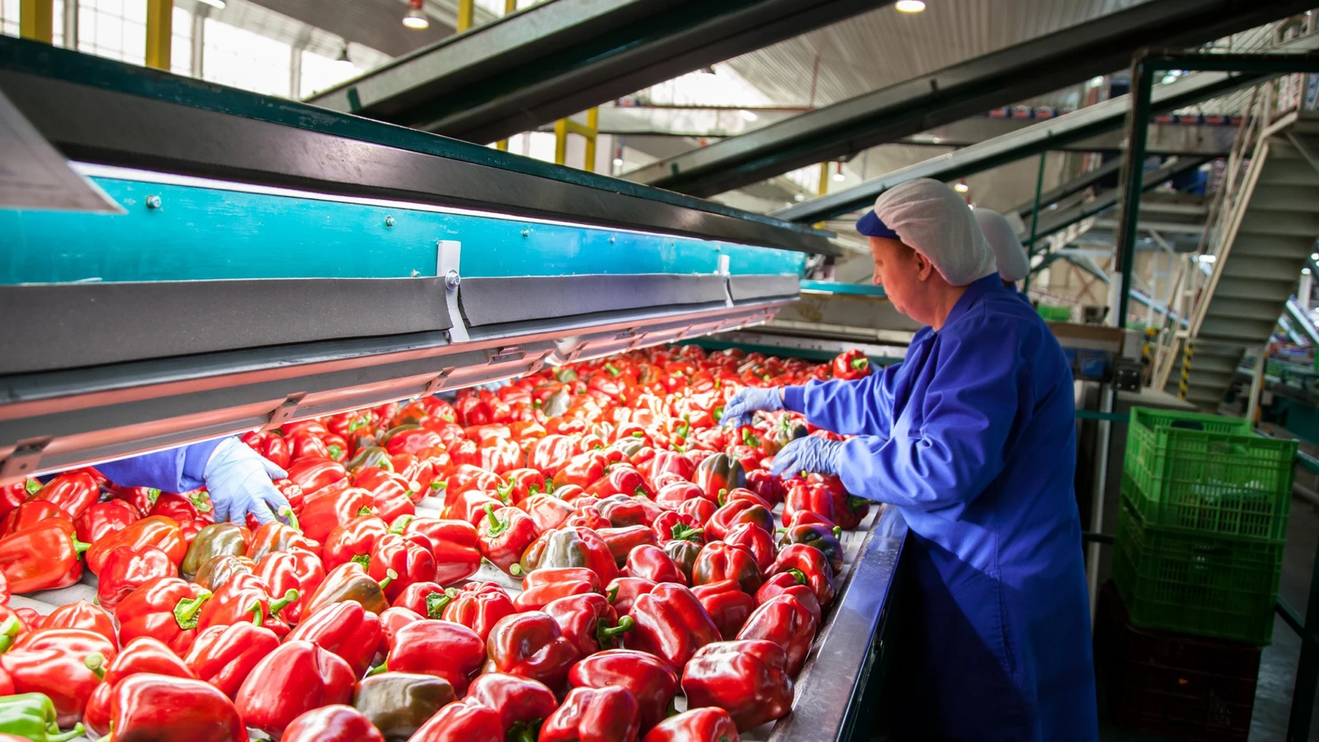 Fábrica de pimientos en Almería. EXTENDA