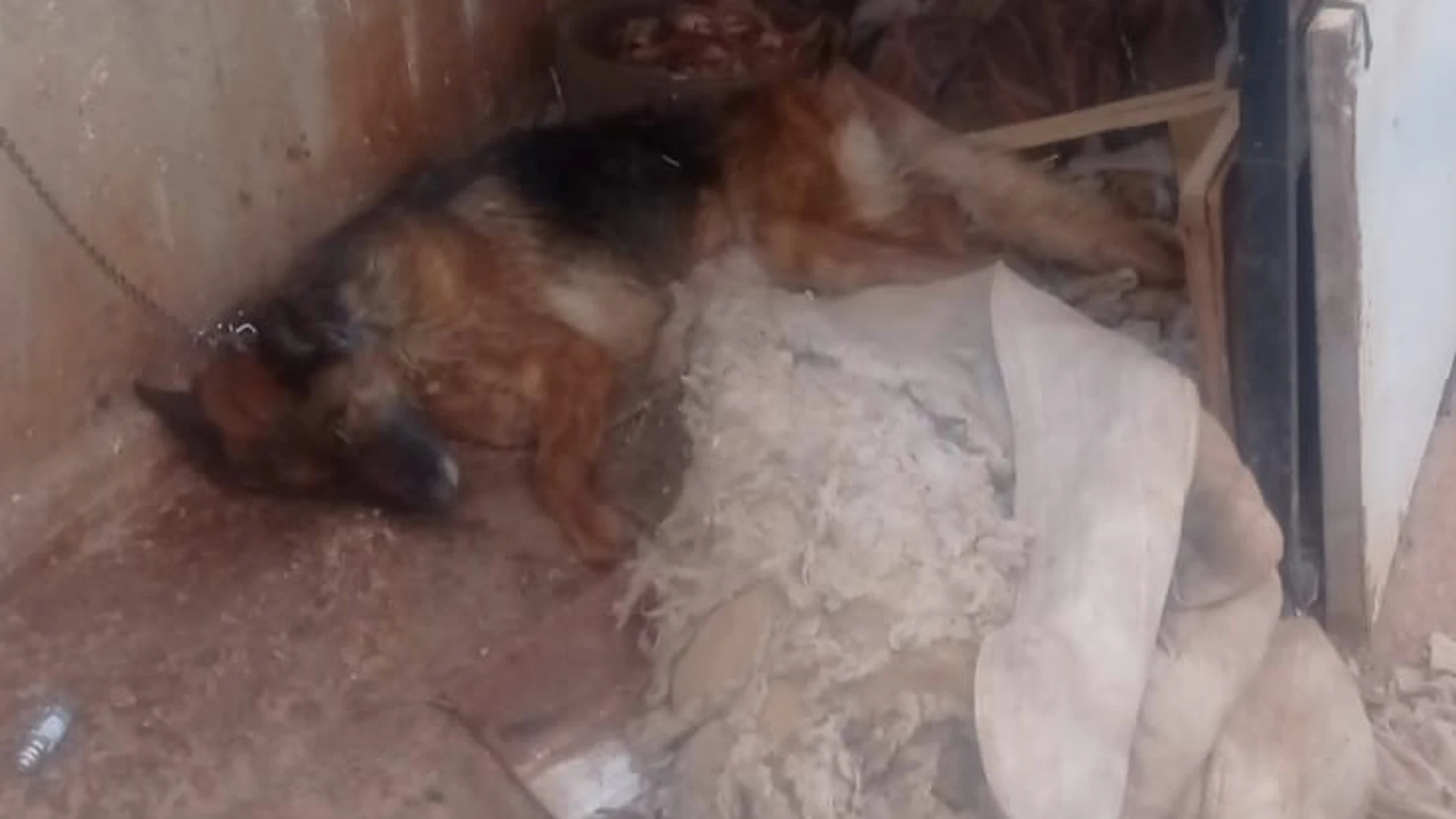 La Policía localizó al pastor alemán atado en una caseta con síntomas de desnutrición y maltrato