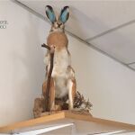 La Guardia Civil se incautó de siete ejemplares de animales silvestres disecados
