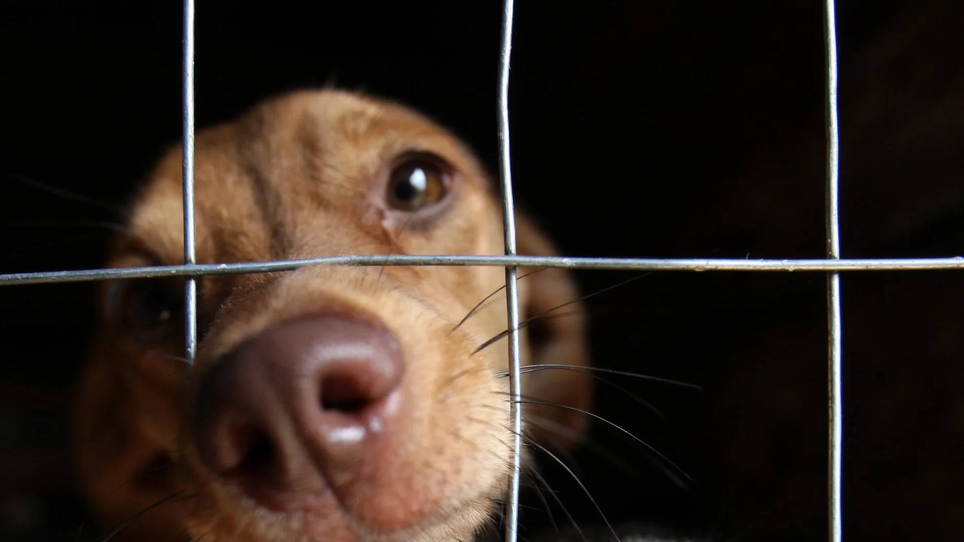 Dos perros en un refugio temporal para animales