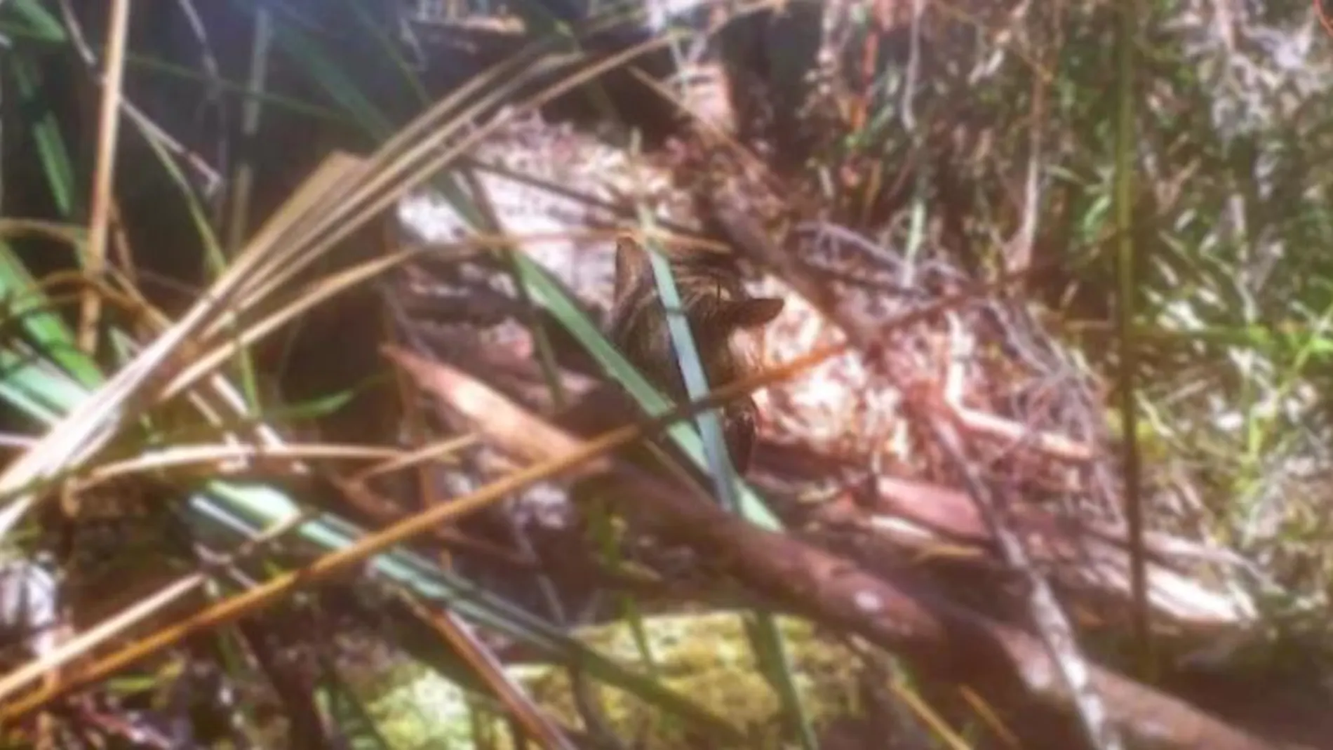 Fotografía de una presunta cría de lobo marsupial alejándose entre la hojarasca. La cría ha sido resaltada para facilitar su avistamiento en la foto (Tomada por Neil Waters en Tasmania)