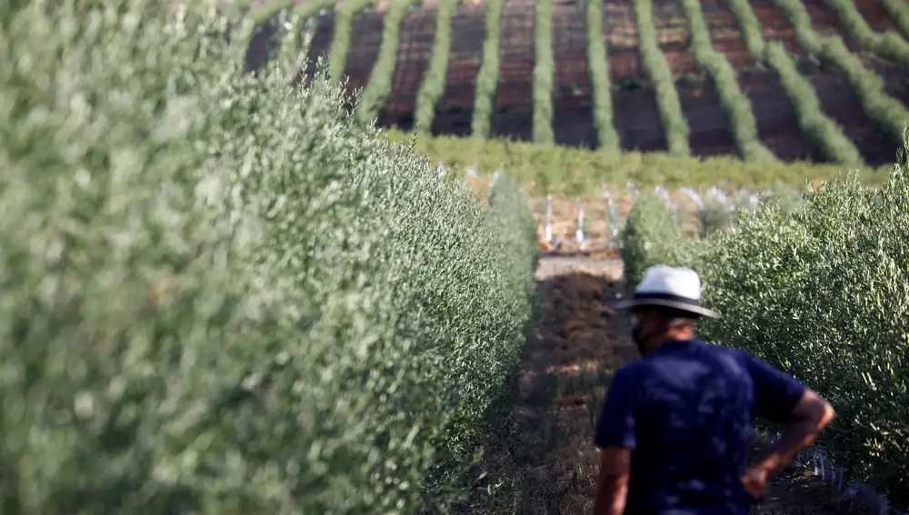 Vista de un olivar en la provincia de Córdoba. EFE/Salas