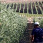 Vista de un olivar en la provincia de Córdoba. EFE/Salas
