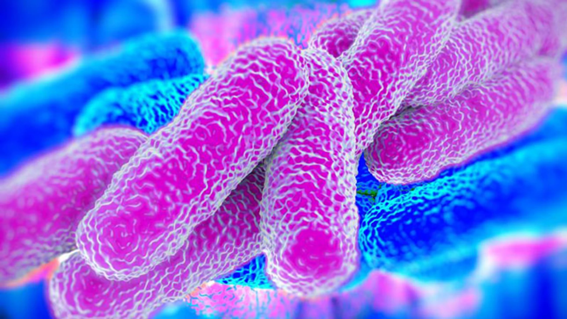 Legionella Pneumophila Bacteria