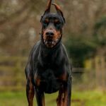 Varios jugadores han adquirido este tipo de perros guardianes