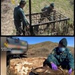 Aprehenden armas y artes prohibidas de caza en explotaciones agrícolas