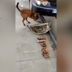 Fotograma del perro detector de drogas junta al alijo incautado