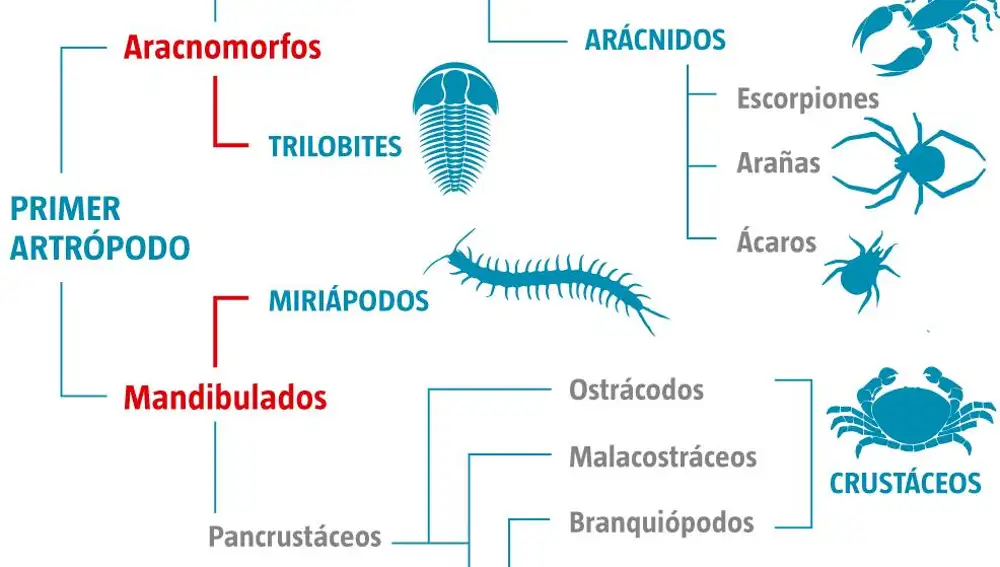 Aquí podéis ver una reconstrucción del árbol genealógico de los artrópodos. Las líneas en rojo representan relaciones que todavía no están firmemente establecidas, y los nombres en rojo, grupos que podrían desaparecer si alguna de esas relaciones resulta ser errónea. En general, lógicamente, conocemos mejor las relaciones que están más cerca de nosotros en el tiempo, y son más tentativas las que se remontan a las primeras etapas de evolución de los artrópodos.
