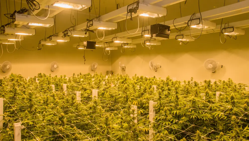Cannabis como cura