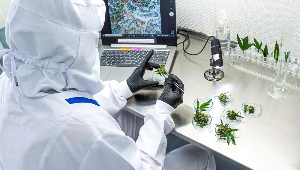 Los autores advierten contra la autoadministración de CBD para tratar la Covid-19, alegando preguntas aún pendientes con la dosis óptima, la formulación y el modo de administración
