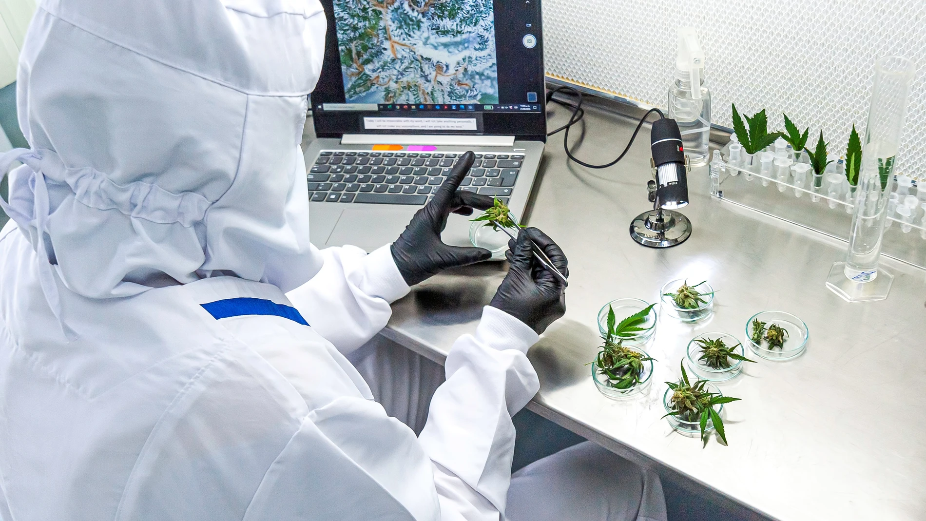 Los autores advierten contra la autoadministración de CBD para tratar la Covid-19, alegando preguntas aún pendientes con la dosis óptima, la formulación y el modo de administración