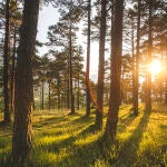 Psicólogos aconsejan el contacto con la naturaleza e interesarse por lo que perciben los sentidos para "desintoxicarse"