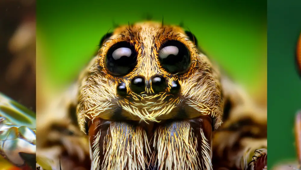 Los ojos de tres artrópodos. A la izquierda, la galera pavo real (Odontodactylus scyllarus) tiene ojos compuestos, cada uno dividido en dos hemisferios, que pueden percibir formas y movimientos de forma independiente. Los dos hemisferios están separados por una banda especializada en detectar colores y polarización. En el centro, los ojos de una tarántula del género Hogna; este animal tiene ocho ojos, cuatro de ellos formando una corona en la parte superior de la cabeza y otros cuatro, más pequeños, formando una hilera en la parte frontal. A la derecha vemos los impresionantes ojos compuestos de la mosca asesina Holcocephala fusca, un activo depredador que necesita una buena visión.