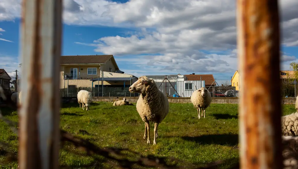 Imagen de ganado ovino pastando en una finca en Pedrezuela. Ovejas.