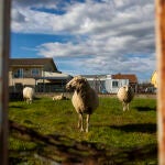 Imagen de ganado ovino pastando en una finca en Pedrezuela. Ovejas.