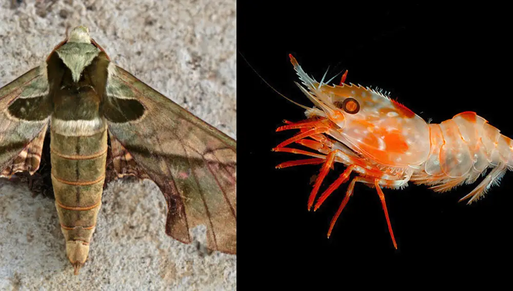 A la izquierda, una imagen de la polilla Adhemarius donysa, un insecto; a la derecha la gamba Heterocarpus ensifer, un crustáceo. En ambas se puede apreciar que el abdomen (mitad inferior del cuerpo en la polilla, mitad derecha en la gamba) está formado por una repetición de segmentos. En la polilla el abdomen no tiene patas, y sin embargo en la gamba posee unas patas más pequeñas que las diez patas “principales”.
