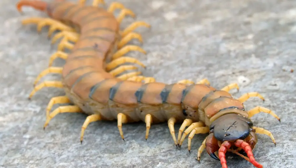 El diseño de este ciempiés (Scolopendra cingulata), un miriápodo moderno, nos permite hacernos una idea del diseño del artrópodo ancestral: su cuerpo está formado por una serie de módulos, o segmentos, muy similares entre sí. Cada segmento contiene un par de patas.