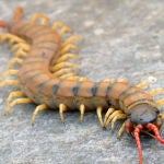 El diseño de este ciempiés (Scolopendra cingulata), un miriápodo moderno, nos permite hacernos una idea del diseño del artrópodo ancestral: su cuerpo está formado por una serie de módulos, o segmentos, muy similares entre sí. Cada segmento contiene un par de patas.